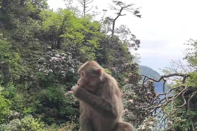 Private 2-Day Leshan Buddha and Mt. Emei Tour From Chongqing - Important Reminders