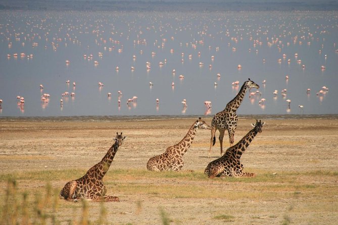 Private 6-Day Camping Tour: Amboseli, Lake Nakuru, and Masai Mara Safari - Additional Information