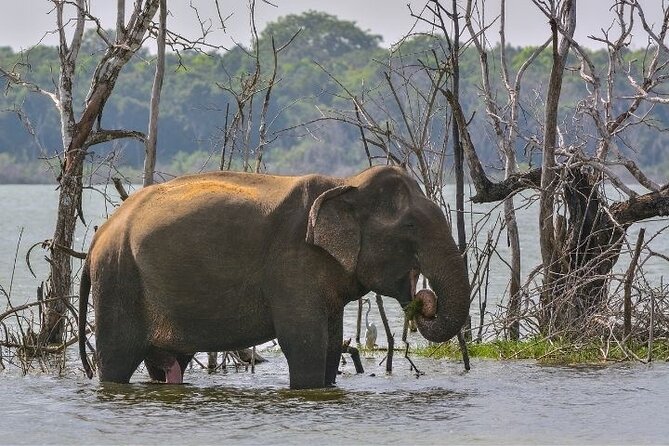Private 7 Days Tour to the Big Five Wildlife in Sri Lanka - Expectations and Guarantees