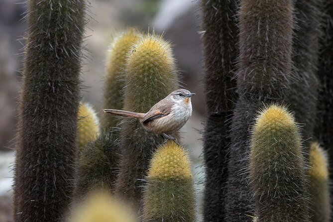 Private Birdwatching and Photography in Lomas De Lachay - Location: Lima, Peru