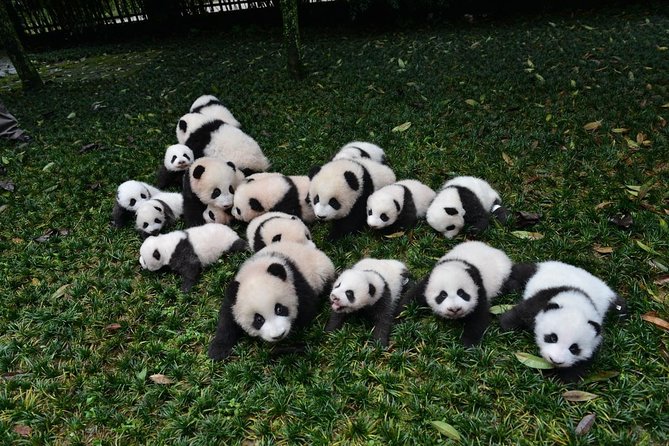 Private Chengdu Highlights Day Trip:Panda Base and City From Harbin by Air - Meeting and Pickup Details