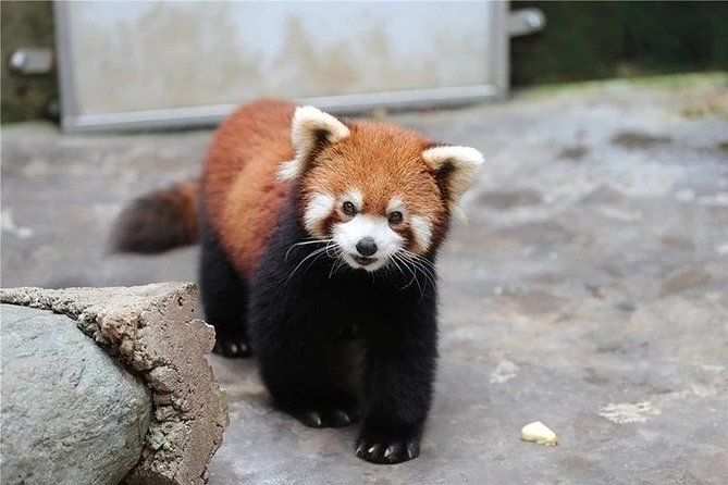 Private Chengdu Panda Volunteer and Irrigation System Tour From Suzhou by Air - Flight and Transportation Details