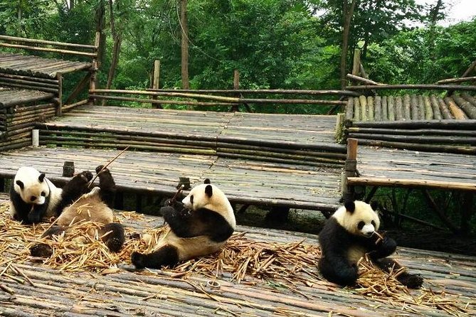 Private Day Tour: Panda Keeper Program From Chengdu - Included Activities and Inclusions