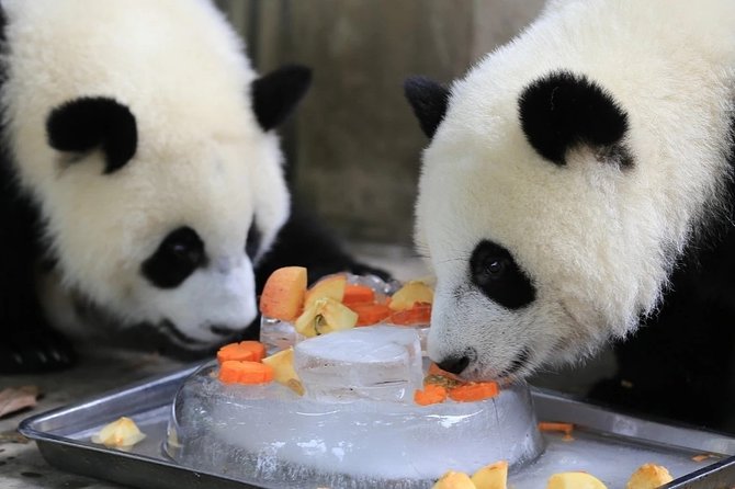 Private Full Day Chengdu Panda Base and Dujiangyan Irrigation System Tour - Tour Highlights