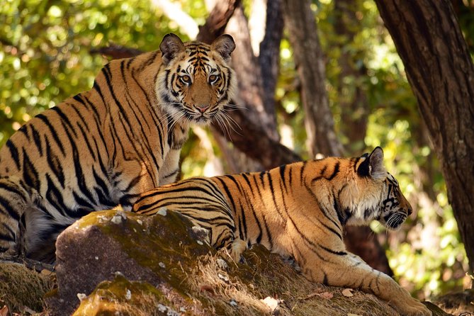 Private Ranthambore Wildlife Safari Tour From Delhi - Frequently Asked Questions