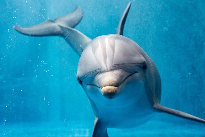 Private Speedboat Excursion Dolphin House Discovery in Hurghada - Booking Information