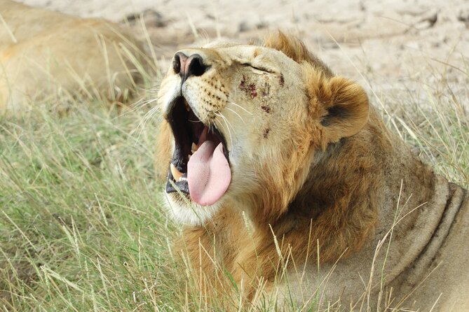 Private Tour Nairobi National Park & Giraffe Centre - Visit Highlights