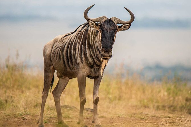 Private Tour to Nairobi National Park and the Karen Blixen Museum - Important Reminders