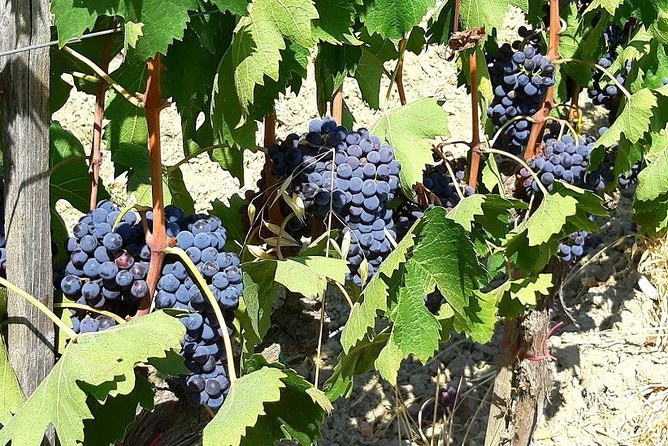 PRIVATE Transfer: From Florence to Assisi With Stops in Montepulciano & Cortona - Tour Inclusions