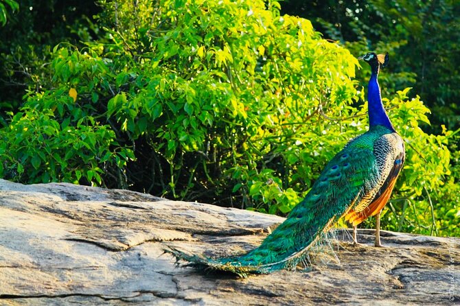 Private Yala National Park Leopard Safari From Galle - Cancellation Policy