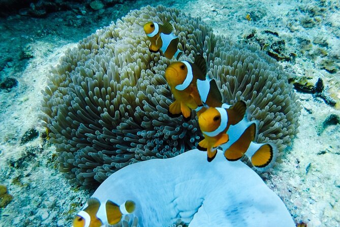 Rawa Island Snorkeling Tour From Perhentian Island - Pickup Details and Start Time