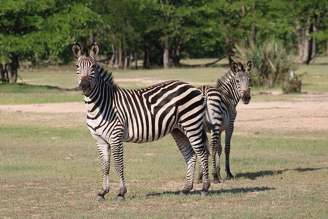 Rhino Walk and Safari Game Drive in Livingstone - The Sum Up