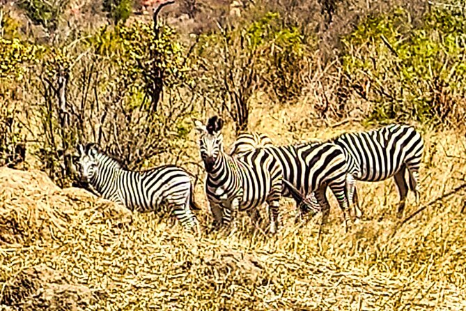 Safari Game Drive in National Park, Zimbabwe