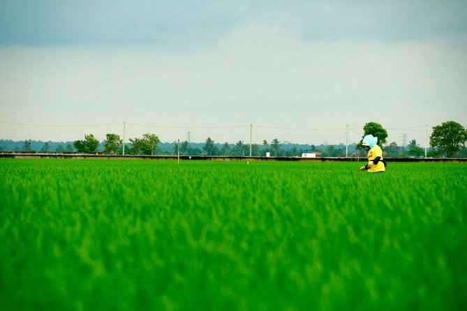 Sekinchan Paddy Fields, Beach, Temple and Fireflies Tour - Frequently Asked Questions