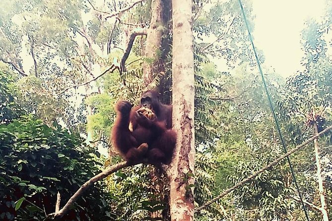 Semenggoh Orangutan With Rainforest Kayaking From Kuching