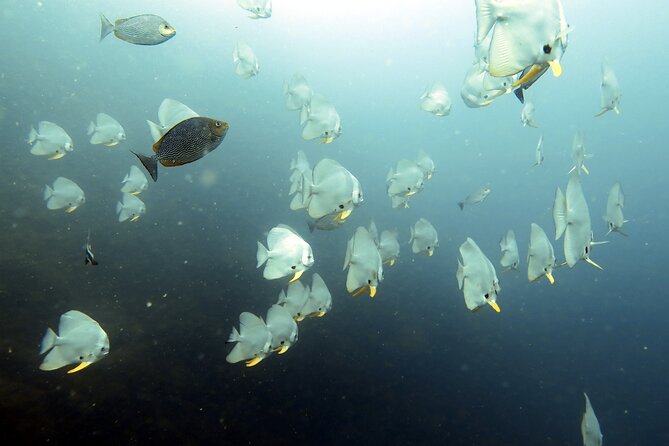 Shared Diving Experience in Sail Rock