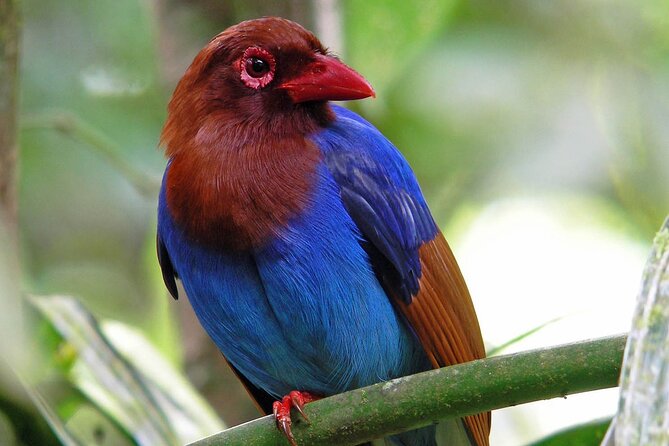 Sinharaja Rain Forest Tour From Bentota - Tour Inclusions
