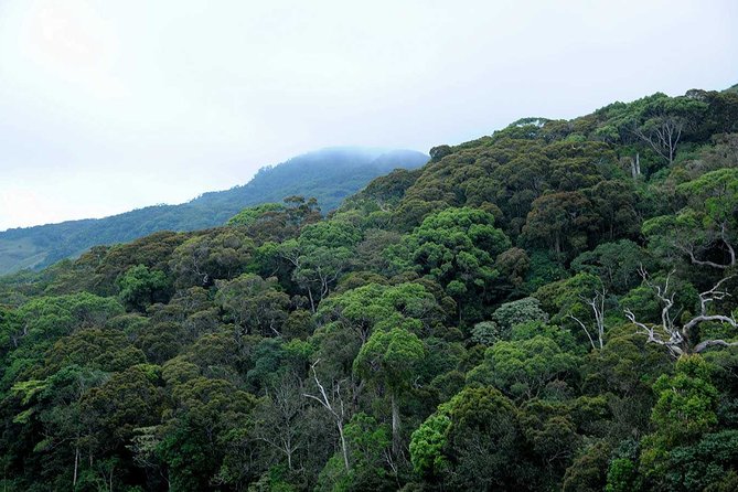 Sinharaja Rain Forest Tour From Hambantota - Inclusions
