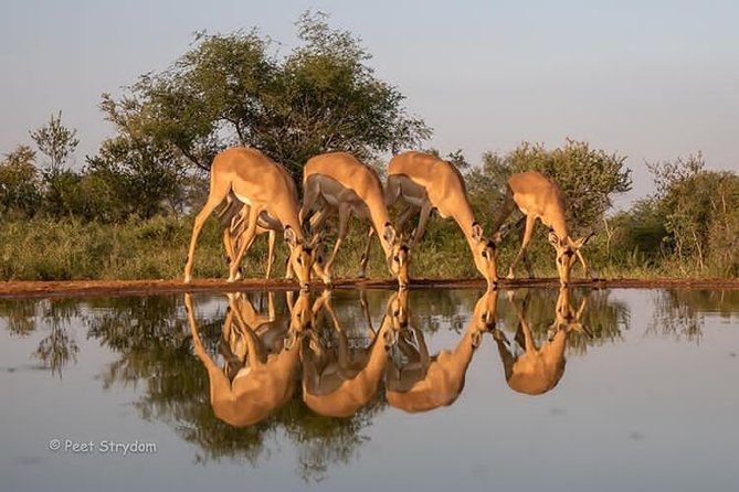 Six Days Big Five Safari - Inclusions and Exclusions
