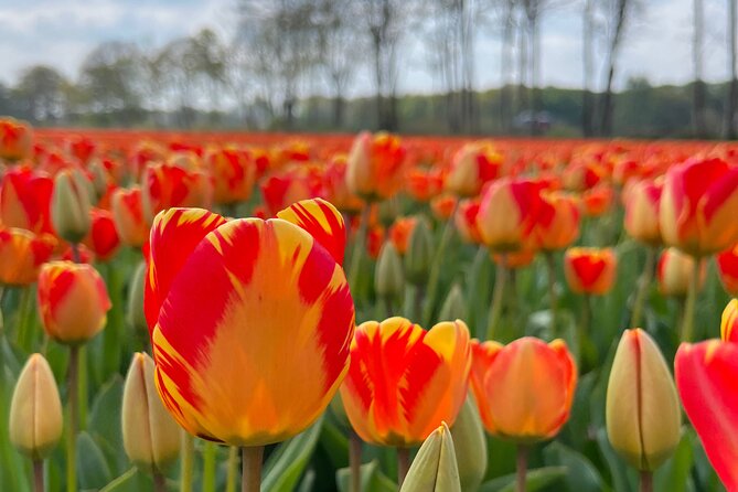Small Group Bike Tour to Tulips Field in Lisse