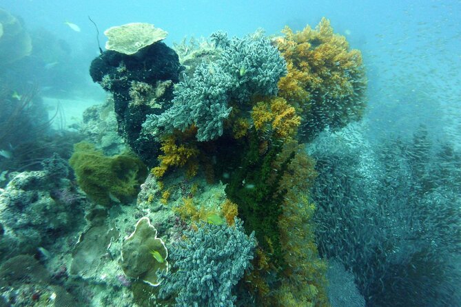 Snorkeling and Island Hopping Tour in Karimunjawa - Participant Limit