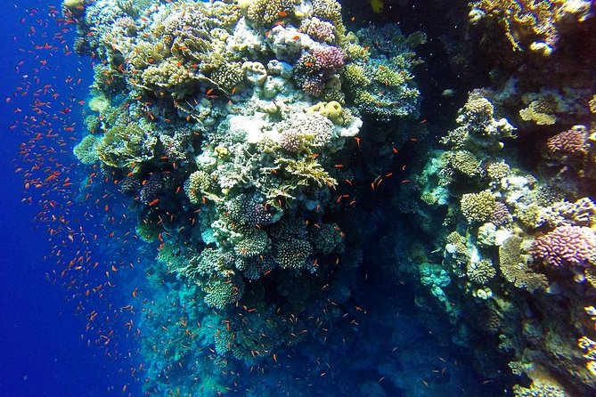 Snorkeling Day Tour by Boat to Ras Muhammad and the White Island - Whats Included on the Tour