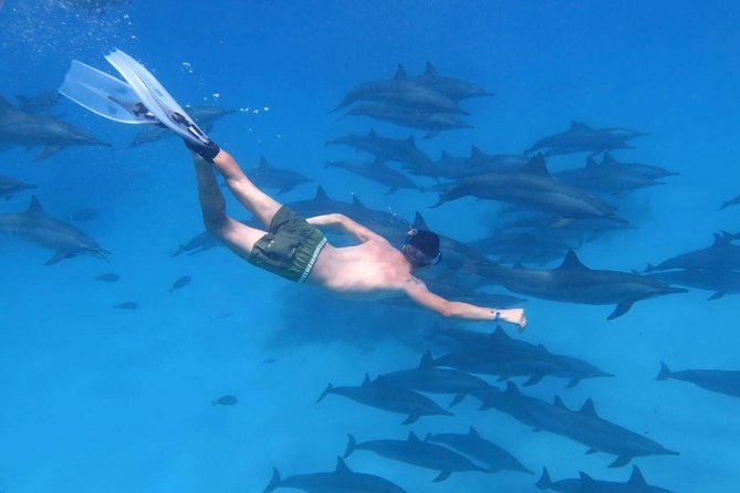 Swimming Close to Dolphins and Banana Boat - Special Offer