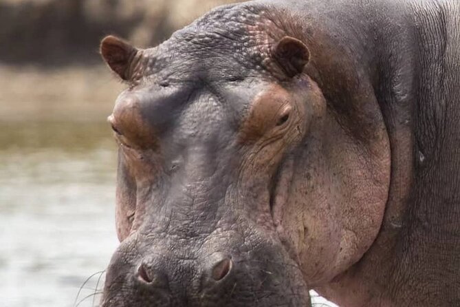 Tarangire National Park From Arusha Town Shared Day Tour - Frequently Asked Questions