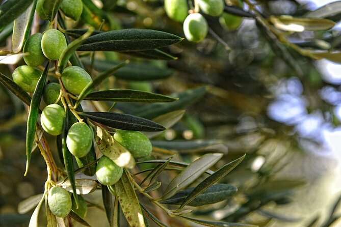 Tasting of Wine and Olive Oil and Typical Products - Transportation Information