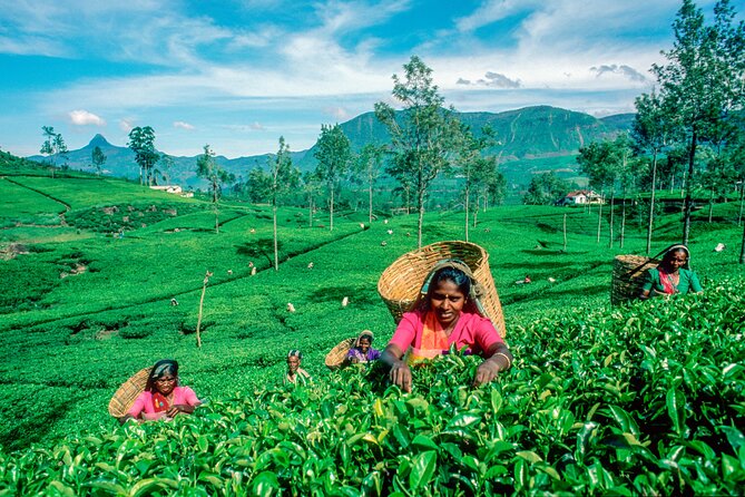 Tea Plantation Tour From Kandy - Booking Information
