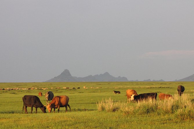 The Best of Central Mongolia Tour in 5 Days - Frequently Asked Questions