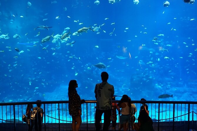Ticket Pass in Grand Aquarium With Transfer From Hurghada
