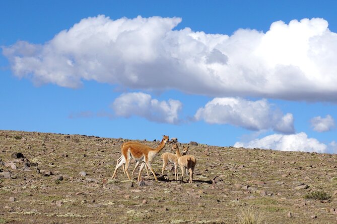 Tour Colca Canyon and Valley of the Volcanoes 3Days - Tour Overview