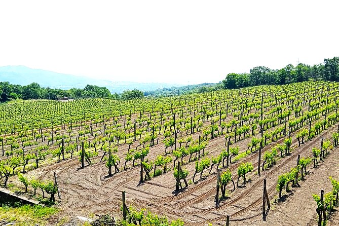 Tour of Etna on Foot, Food and Wine Tasting in the Etna Winery - Return Point and Directions