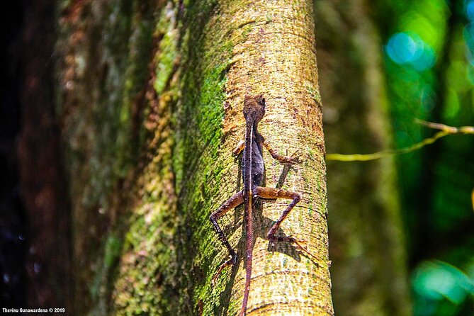 Treking / Bird Watching / Excursion at Sinharaja Rain Forest - The Sum Up