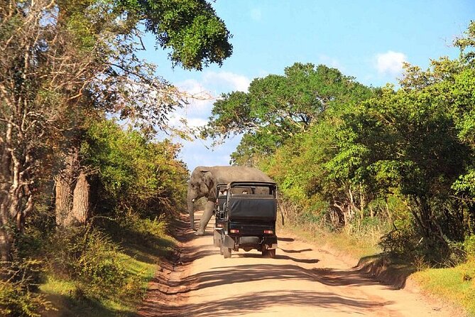 Udawalawe National Park 4 Hours Private Safari Tour
