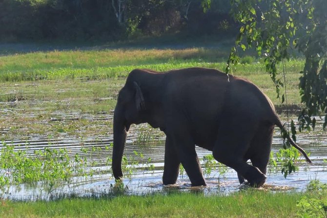 Udawalawe National Park Safari Trip From Galle/Mirissa/Ella - Safari Experience Overview