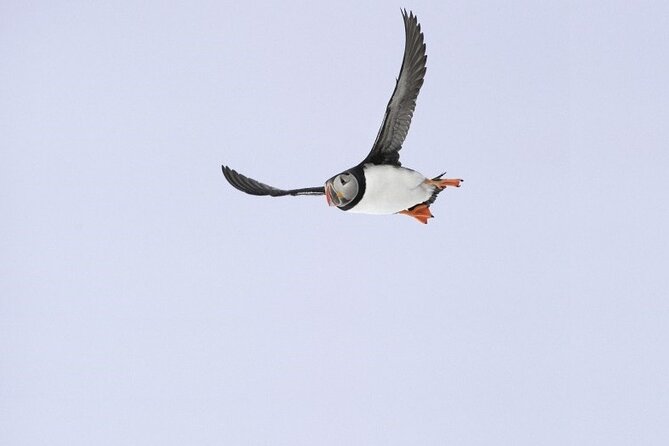 Wildlife Whale Watching and Puffin Tour in Reykjavik - Inclusions and Additional Information