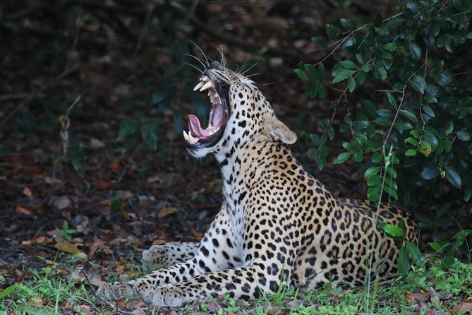 Witness the Beauty of South Asian Wildlife for the Budget Price - Transportation Tips for Savings