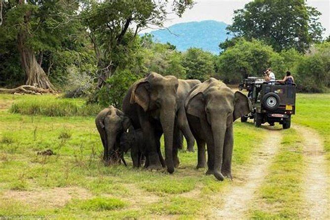 Yala National Park Half Day Safari From Colombo. - Reservation and Payment Process