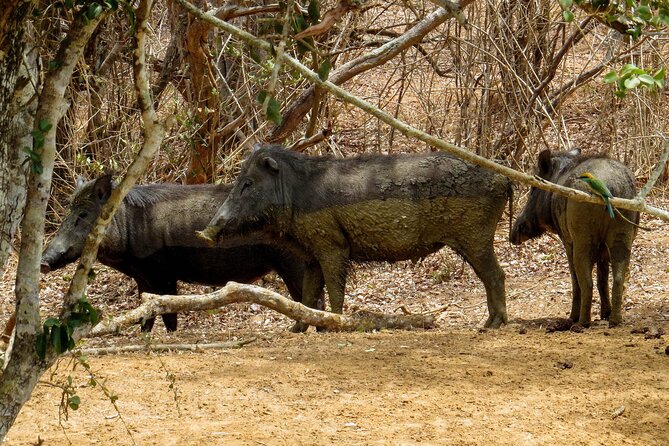 Yala National Park Safari From Tangalle - Frequently Asked Questions