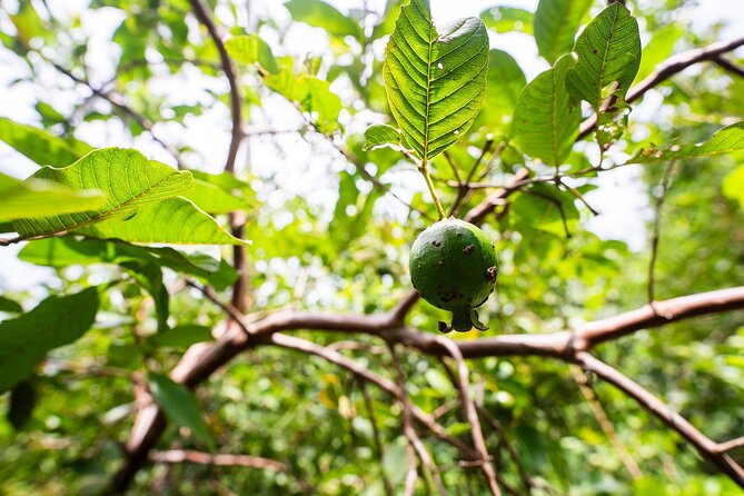 Zanzibar Tour of Jozani Forest and the Rock Restaurant - Tour Experience Details