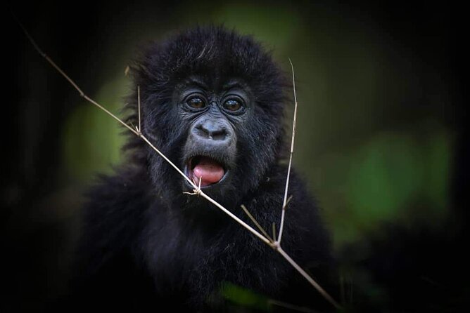 9 Day Mgahinga Gorilla Trek Mara Lake Nakuru & Naivasha Park - Good To Know