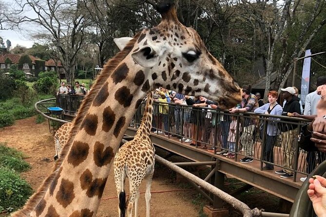 A Day Tour to Nairobi National Park and Giraffe Center - Good To Know