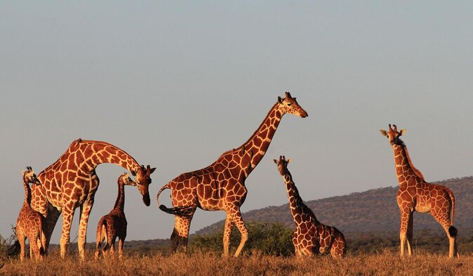 Aberdares National Park Luxury Lodge Safari 2days 1 Night Tour - Good To Know