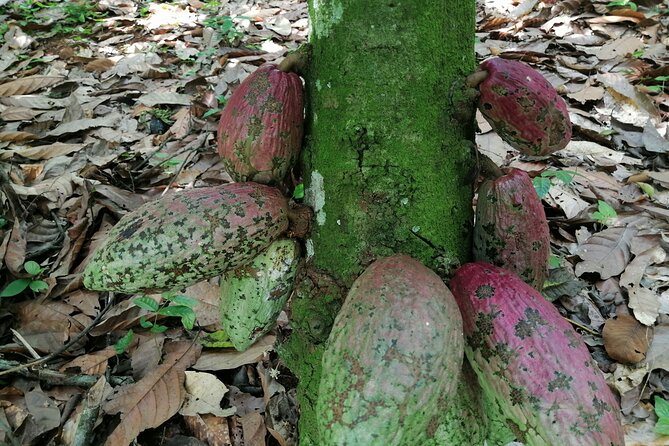 Aburi Botanical Gardens and Cocoa Farm - Private Tour - Good To Know