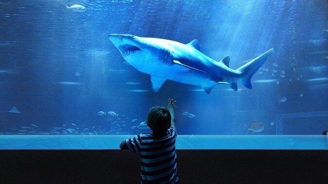 Access Entrance Ticket to AquaRio Aquarium - Including Transport and Ticket - Good To Know