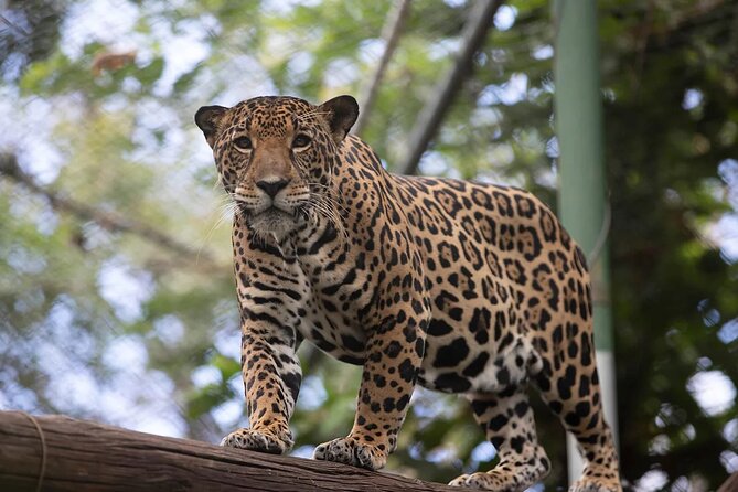Admission Ticket to Las Pumas Rescue Center - Good To Know