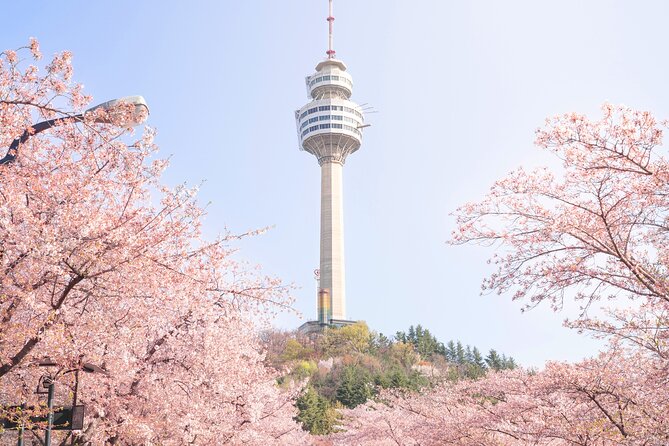 Adventures in Blossoms: Daegu E-World Cherry Blossoms Tour