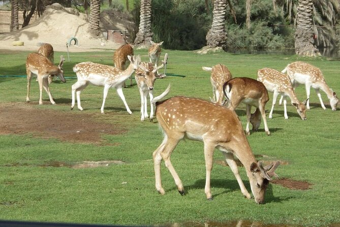 Africano Park Alexandria Safari From Cairo - Location Details